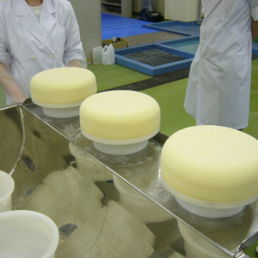 生命環境プロセス実習Ⅰ（チーズ製造実習）を実施しました